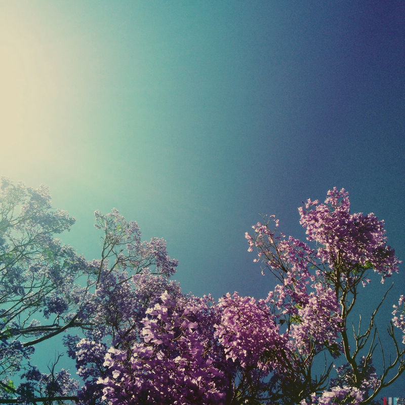 Illustration for article titled Spring has sprung: A Xyl0 photo gallery